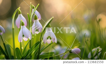 captures the essence of spring with delicate snowdrops bathing in the golden glow of the setting sun, their white petals tinged with green, signaling the arrival of the new season 113681550