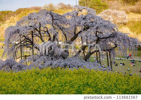 福島縣三春町的瀧櫻正值巔峰 113681567