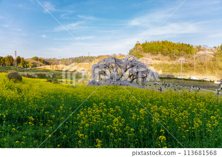 福島縣三春町的瀧櫻正值巔峰 113681568