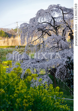 福島縣三春町的瀧櫻正值巔峰 113681569