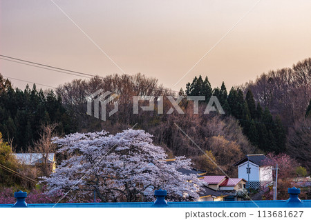 The Takizakura cherry blossoms in Miharu, Fukushima Prefecture, are in full bloom 113681627