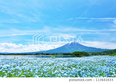 初夏的藍天和nemophila風景,以及富士山 初夏的藍天和nemophila風景,以及富士山 113681633