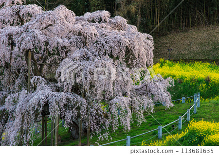 The Takizakura cherry blossoms in Miharu, Fukushima Prefecture, are in full bloom The Takizakura cherry blossoms in Miharu, Fukushima Prefecture, are in full bloom 113681635