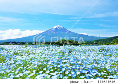 Early summer blue sky and nemophila scenery, and Mt. Fuji Early summer blue sky and nemophila scenery, and Mt. Fuji 113681636