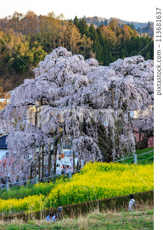 The Takizakura cherry blossoms in Miharu, Fukushima Prefecture, are in full bloom 113681637