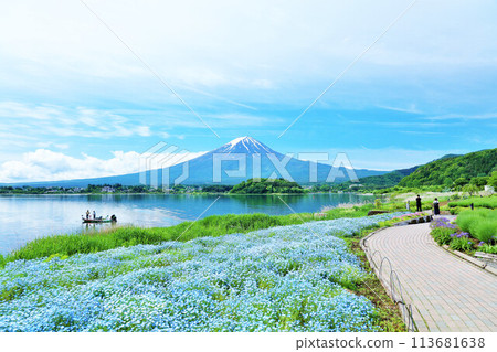 初夏的藍天和nemophila風景,以及富士山 初夏的藍天和nemophila風景,以及富士山 113681638