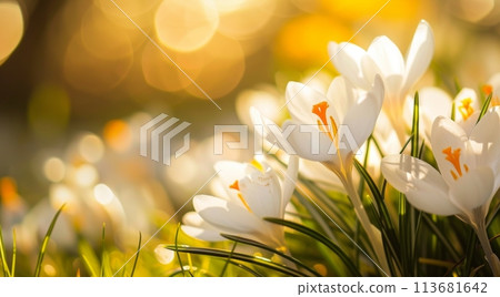 Gentle white crocuses bloom in a sunlit field, heralding spring's arrival amidst a warm golden glow, symbolizing new beginnings and nature's rebirth 113681642