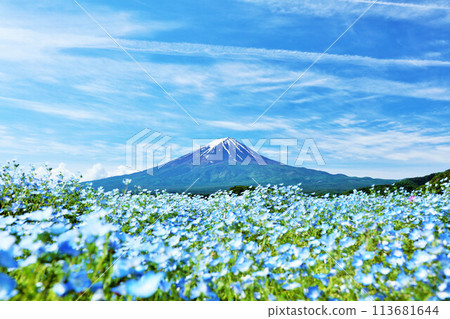 初夏的藍天和nemophila風景，以及富士山 113681644