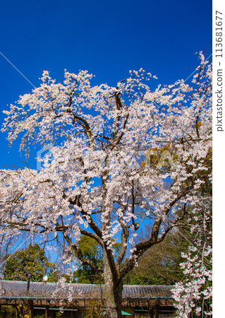 【京都風景】圓山公園、優雅的春天、盛開的櫻花（垂淚、染井吉野） 113681677