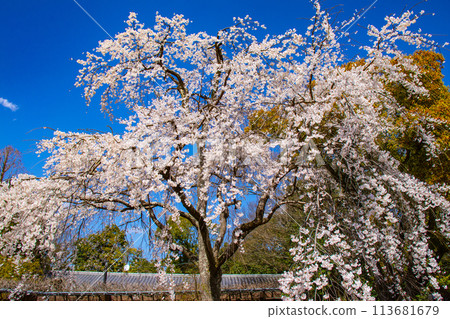 【京都風景】圓山公園、優雅的春天、盛開的櫻花(垂淚、染井吉野) 【京都風景】圓山公園、優雅的春天、盛開的櫻花(垂淚、染井吉野) 113681679