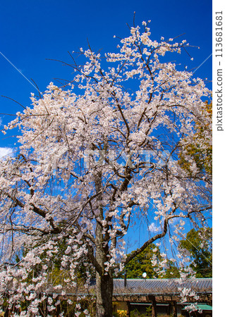 【京都風景】圓山公園、優雅的春天、盛開的櫻花(垂淚、染井吉野) 【京都風景】圓山公園、優雅的春天、盛開的櫻花(垂淚、染井吉野) 113681681