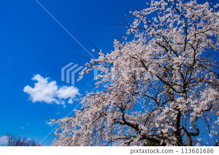 [Kyoto Scenery] Maruyama Park: Springtime Elegance: Cherry Blossoms in Full Bloom (Weeping Yoshino Cherry Blossoms) 113681686