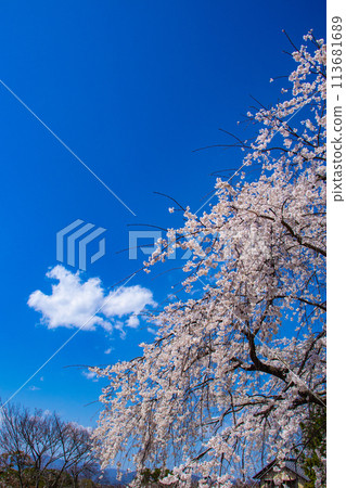 【京都風景】圓山公園、優雅的春天、盛開的櫻花(垂淚、染井吉野) 【京都風景】圓山公園、優雅的春天、盛開的櫻花(垂淚、染井吉野) 113681689