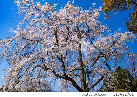 【京都風景】圓山公園、優雅的春天、盛開的櫻花(垂淚、染井吉野) 【京都風景】圓山公園、優雅的春天、盛開的櫻花(垂淚、染井吉野) 113681701