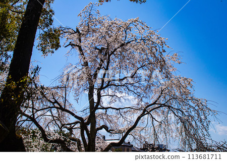 [Kyoto Scenery] Maruyama Park: Springtime Elegance: Cherry Blossoms in Full Bloom (Weeping Yoshino Cherry Blossoms) 113681711