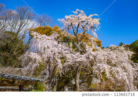 【京都風景】圓山公園、優雅的春天、盛開的櫻花（垂淚、染井吉野） 113681718