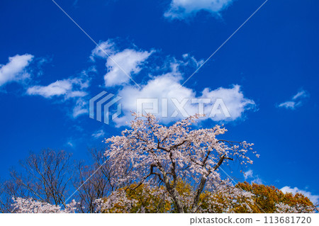 [Kyoto Scenery] Maruyama Park: Springtime Elegance: Cherry Blossoms in Full Bloom (Weeping Yoshino Cherry Blossoms) 113681720