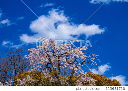 [Kyoto Scenery] Maruyama Park: Springtime Elegance: Cherry Blossoms in Full Bloom (Weeping Yoshino Cherry Blossoms) 113681730
