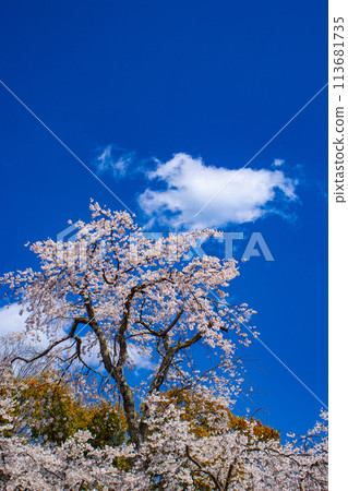【京都風景】圓山公園、優雅的春天、盛開的櫻花(垂淚、染井吉野) 【京都風景】圓山公園、優雅的春天、盛開的櫻花(垂淚、染井吉野) 113681735