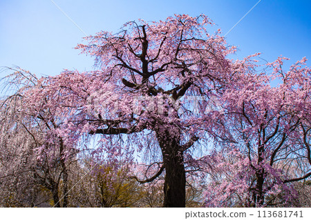 【京都風景】圓山公園、優雅的春天、盛開的櫻花(垂淚、染井吉野) 【京都風景】圓山公園、優雅的春天、盛開的櫻花(垂淚、染井吉野) 113681741