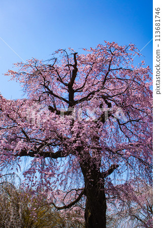 [Kyoto Scenery] Maruyama Park: Springtime Elegance: Cherry Blossoms in Full Bloom (Weeping Yoshino Cherry Blossoms) 113681746