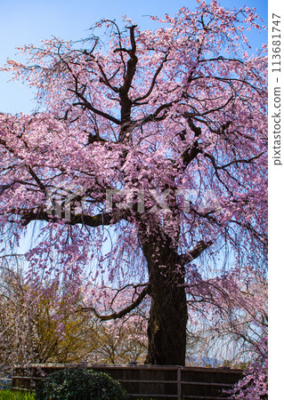 [Kyoto Scenery] Maruyama Park: Springtime Elegance: Cherry Blossoms in Full Bloom (Weeping Yoshino Cherry Blossoms) 113681747