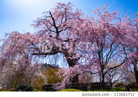 [Kyoto Scenery] Maruyama Park: Springtime Elegance: Cherry Blossoms in Full Bloom (Weeping Yoshino Cherry Blossoms) 113681752