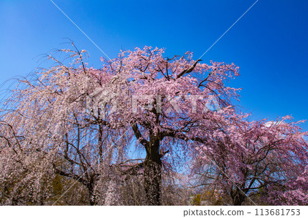 [Kyoto Scenery] Maruyama Park: Springtime Elegance: Cherry Blossoms in Full Bloom (Weeping Yoshino Cherry Blossoms) 113681753