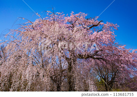 [Kyoto Scenery] Maruyama Park: Springtime Elegance: Cherry Blossoms in Full Bloom (Weeping Yoshino Cherry Blossoms) 113681755