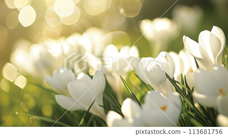 Bright spring sunshine bathes elegant white crocuses and vivid yellow daffodils emerging amidst verdant grass, symbolizing the vibrant reawakening of nature Bright spring sunshine bathes elegant white crocuses and vivid yellow daffodils emerging amidst verdant grass, symbolizing the vibrant reawakening of nature 113681756