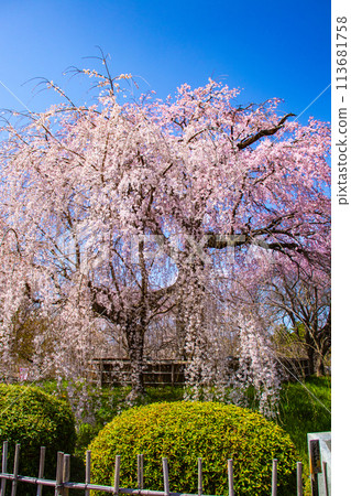 【京都風景】圓山公園、優雅的春天、盛開的櫻花(垂淚、染井吉野) 【京都風景】圓山公園、優雅的春天、盛開的櫻花(垂淚、染井吉野) 113681758