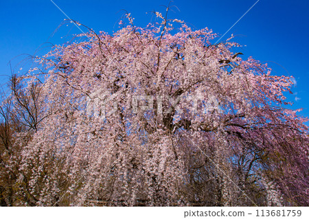 [Kyoto Scenery] Maruyama Park: Springtime Elegance: Cherry Blossoms in Full Bloom (Weeping Yoshino Cherry Blossoms) 113681759