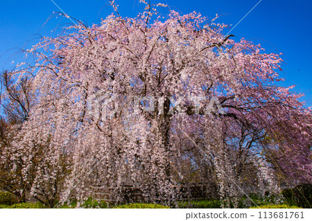 [Kyoto Scenery] Maruyama Park: Springtime Elegance: Cherry Blossoms in Full Bloom (Weeping Yoshino Cherry Blossoms) 113681761