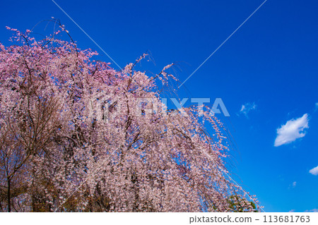 [Kyoto Scenery] Maruyama Park: Springtime Elegance: Cherry Blossoms in Full Bloom (Weeping Yoshino Cherry Blossoms) 113681763