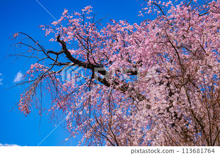 【京都風景】圓山公園、優雅的春天、盛開的櫻花（垂淚、染井吉野） 113681764