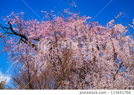 [Kyoto Scenery] Maruyama Park: Springtime Elegance: Cherry Blossoms in Full Bloom (Weeping Yoshino Cherry Blossoms) 113681766