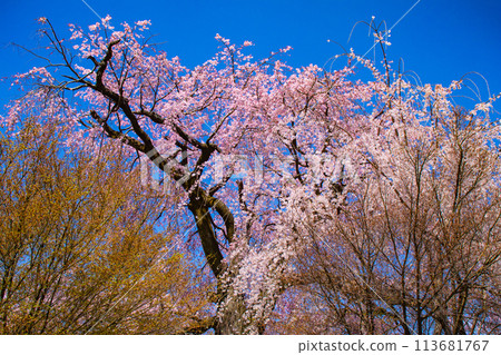 [Kyoto Scenery] Maruyama Park: Springtime Elegance: Cherry Blossoms in Full Bloom (Weeping Yoshino Cherry Blossoms) 113681767