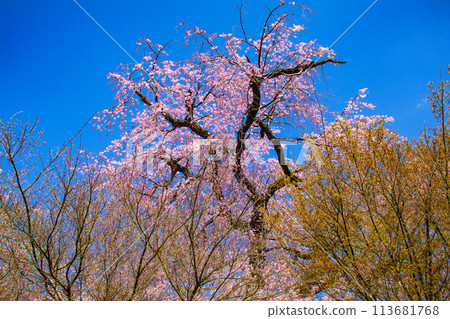 [Kyoto Scenery] Maruyama Park: Springtime Elegance: Cherry Blossoms in Full Bloom (Weeping Yoshino Cherry Blossoms) 113681768