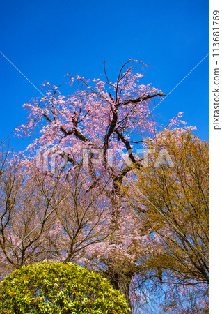 【京都風景】圓山公園、優雅的春天、盛開的櫻花(垂淚、染井吉野) 【京都風景】圓山公園、優雅的春天、盛開的櫻花(垂淚、染井吉野) 113681769