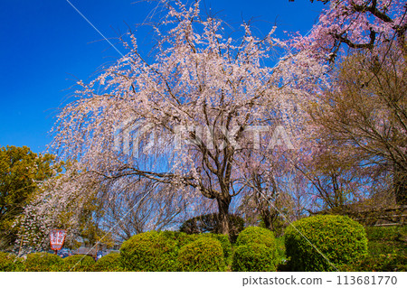 【京都風景】圓山公園、優雅的春天、盛開的櫻花（垂淚、染井吉野） 113681770
