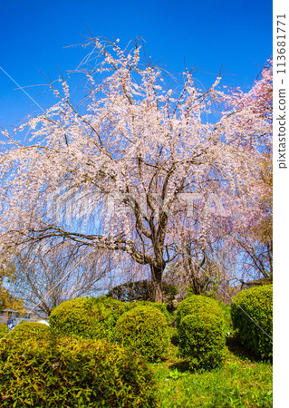 【京都風景】圓山公園、優雅的春天、盛開的櫻花（垂淚、染井吉野） 113681771