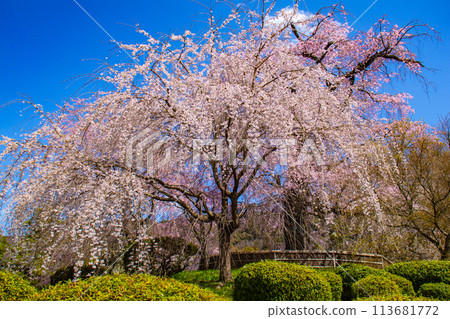 【京都風景】圓山公園、優雅的春天、盛開的櫻花(垂淚、染井吉野) 【京都風景】圓山公園、優雅的春天、盛開的櫻花(垂淚、染井吉野) 113681772