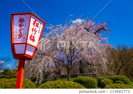 【京都風景】圓山公園、優雅的春天、盛開的櫻花(垂淚、染井吉野) 【京都風景】圓山公園、優雅的春天、盛開的櫻花(垂淚、染井吉野) 113681773