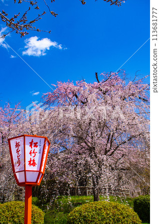 [Kyoto Scenery] Maruyama Park: Springtime Elegance: Cherry Blossoms in Full Bloom (Weeping Yoshino Cherry Blossoms) 113681777
