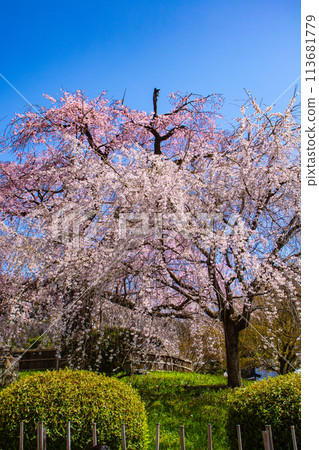 【京都風景】圓山公園、優雅的春天、盛開的櫻花（垂淚、染井吉野） 113681779