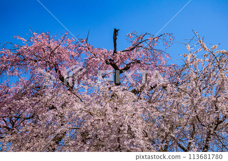 【京都風景】圓山公園、優雅的春天、盛開的櫻花（垂淚、染井吉野） 113681780
