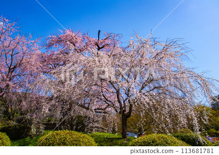 [Kyoto Scenery] Maruyama Park: Springtime Elegance: Cherry Blossoms in Full Bloom (Weeping Yoshino Cherry Blossoms) 113681781