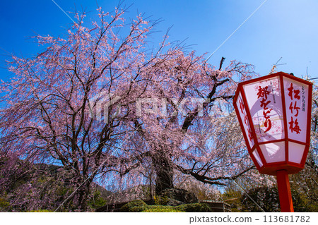 [Kyoto Scenery] Maruyama Park: Springtime Elegance: Cherry Blossoms in Full Bloom (Weeping Yoshino Cherry Blossoms) 113681782