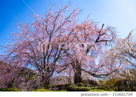 【京都風景】圓山公園、優雅的春天、盛開的櫻花(垂淚、染井吉野) 【京都風景】圓山公園、優雅的春天、盛開的櫻花(垂淚、染井吉野) 113681784