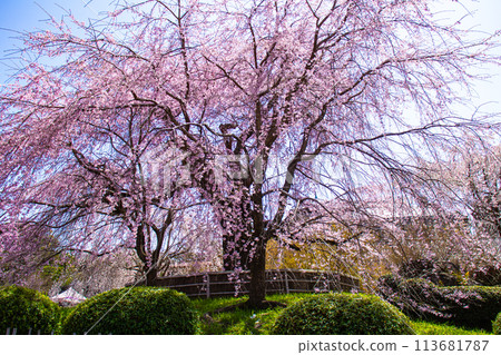 【京都風景】圓山公園、優雅的春天、盛開的櫻花(垂淚、染井吉野) 【京都風景】圓山公園、優雅的春天、盛開的櫻花(垂淚、染井吉野) 113681787
